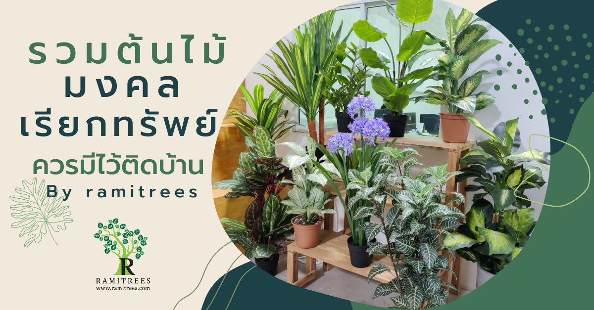 รวมต้นไม้มงคล เรียกทรัพย์ ควรมีไว้ติดบ้าน By Ramitrees - Ramitrees (รมิทรี)